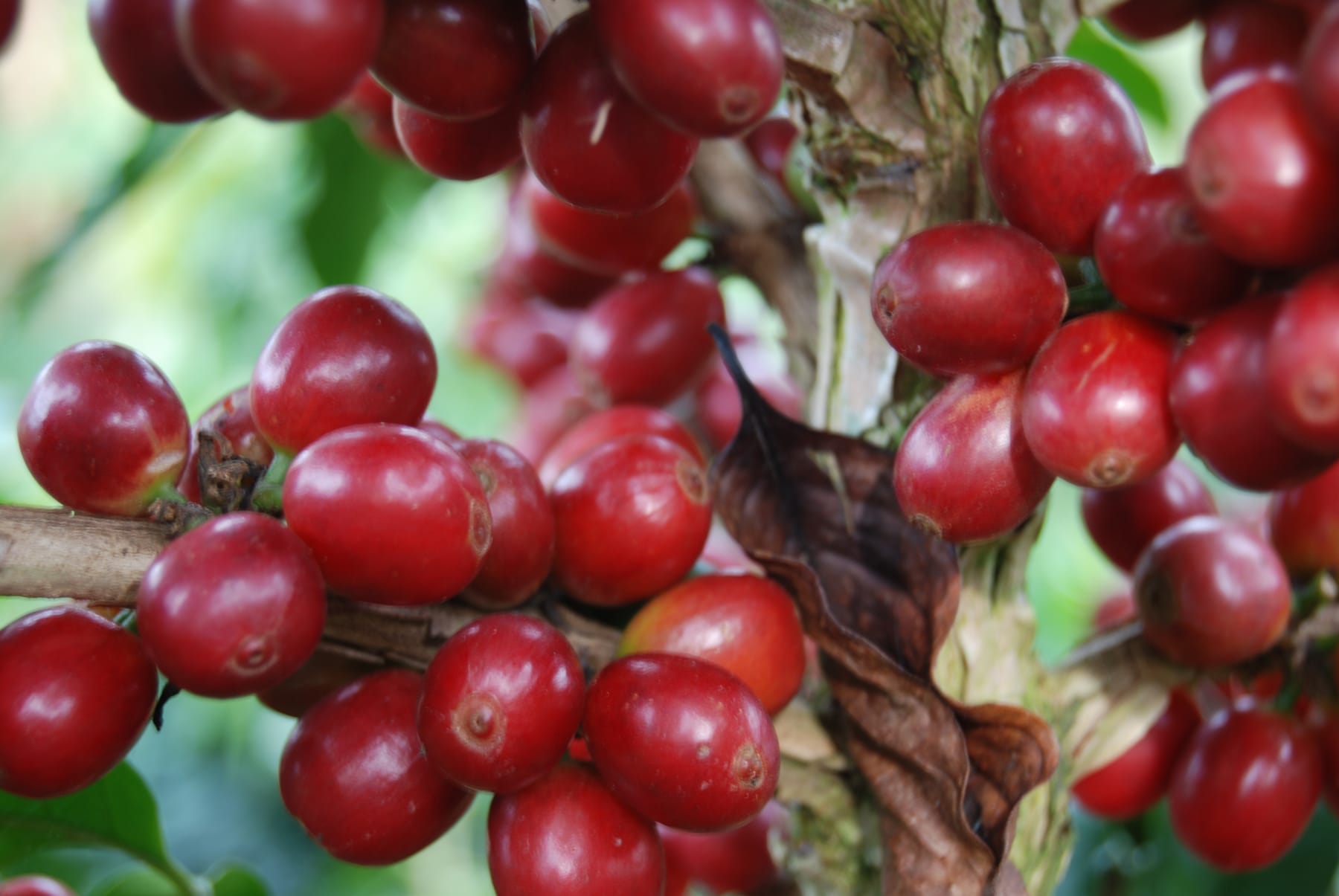 Rama cargada de cerezas de café maduras