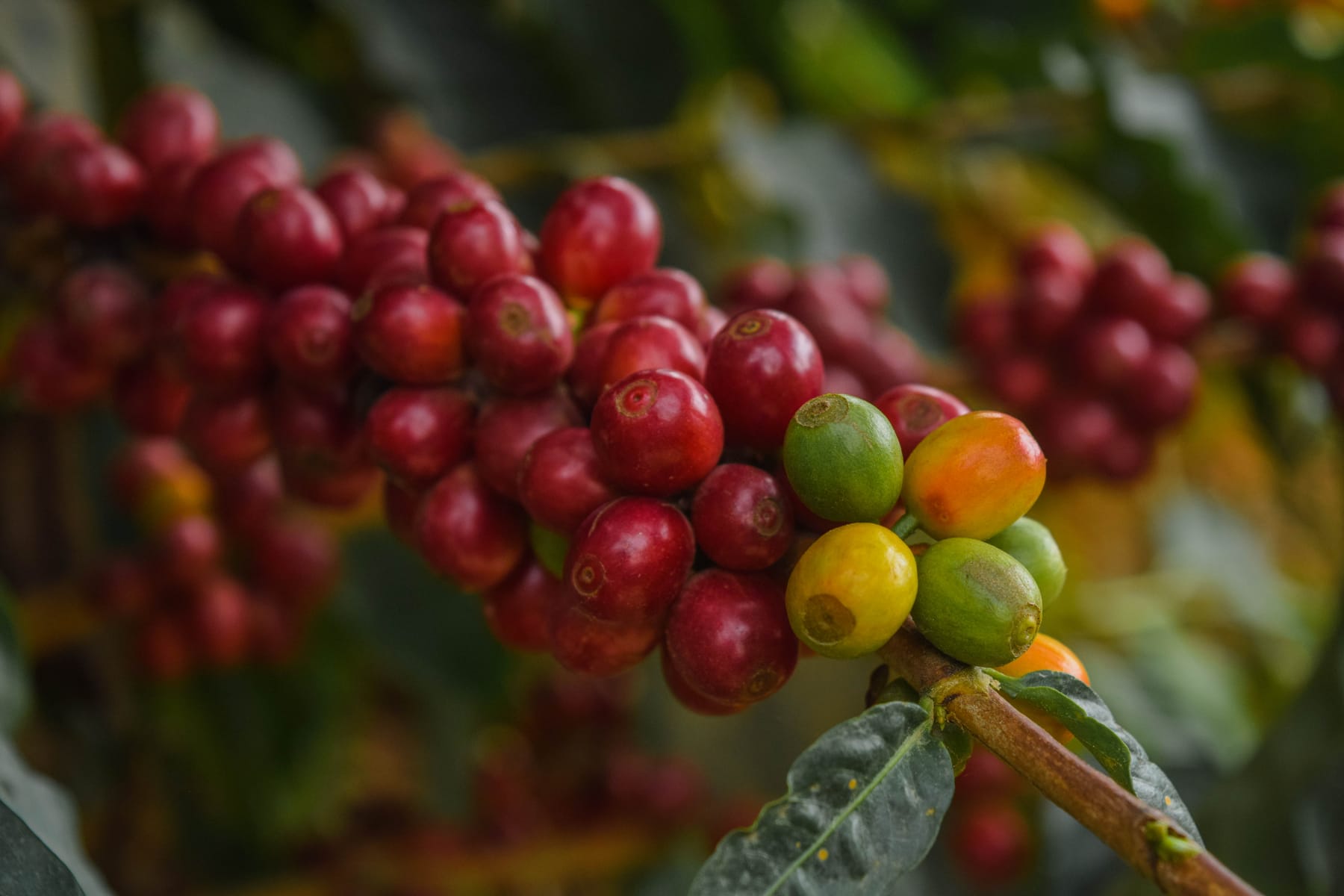Cerezas de café rojas, listas para la recolección