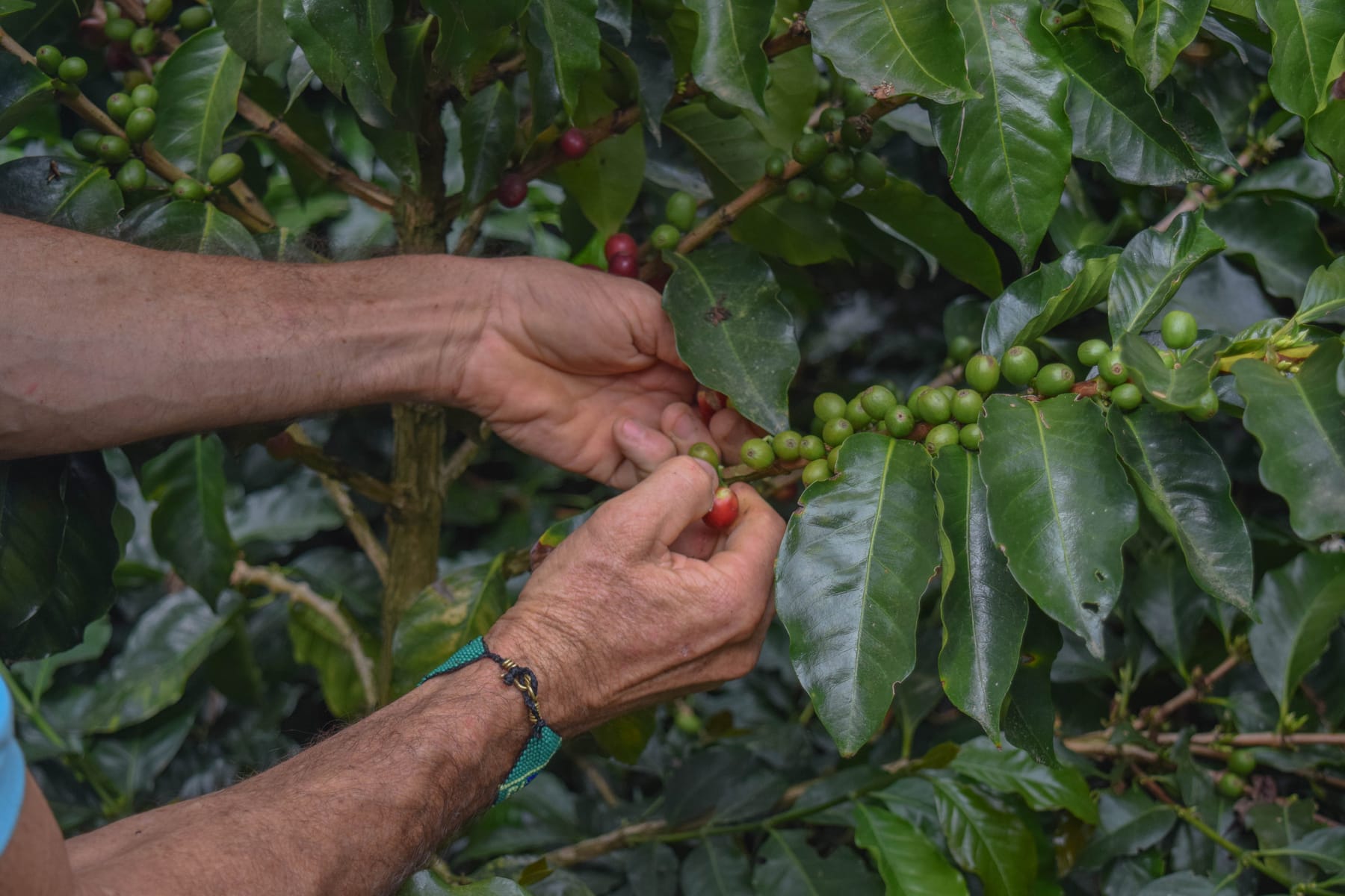 Manos de un caficultor recolectando cerezas de café una por una
