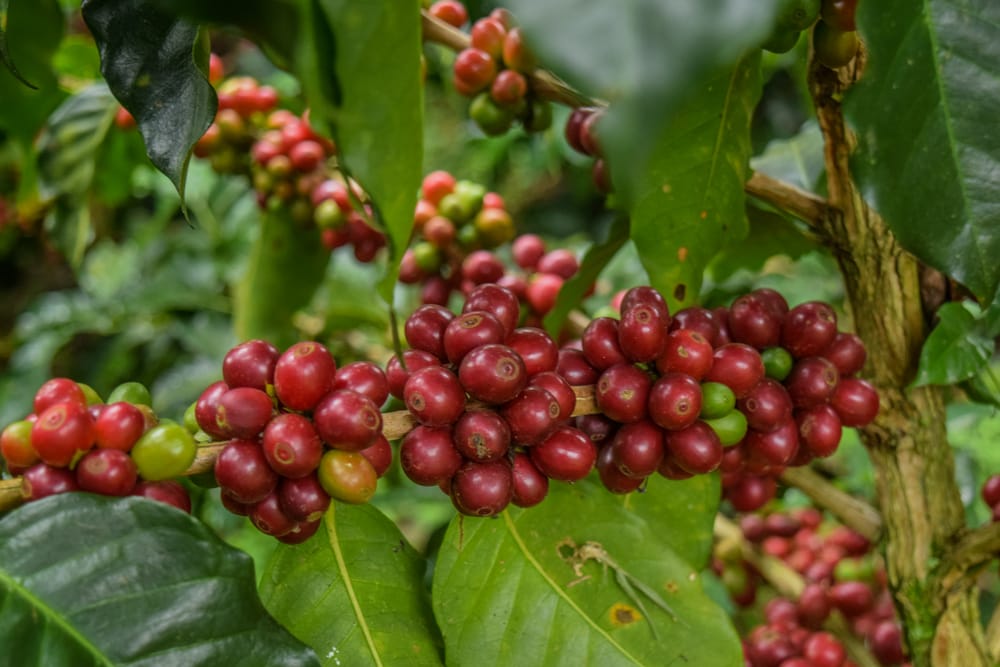 Rama con cerezas de café rojas y verdes en el mismo racimo