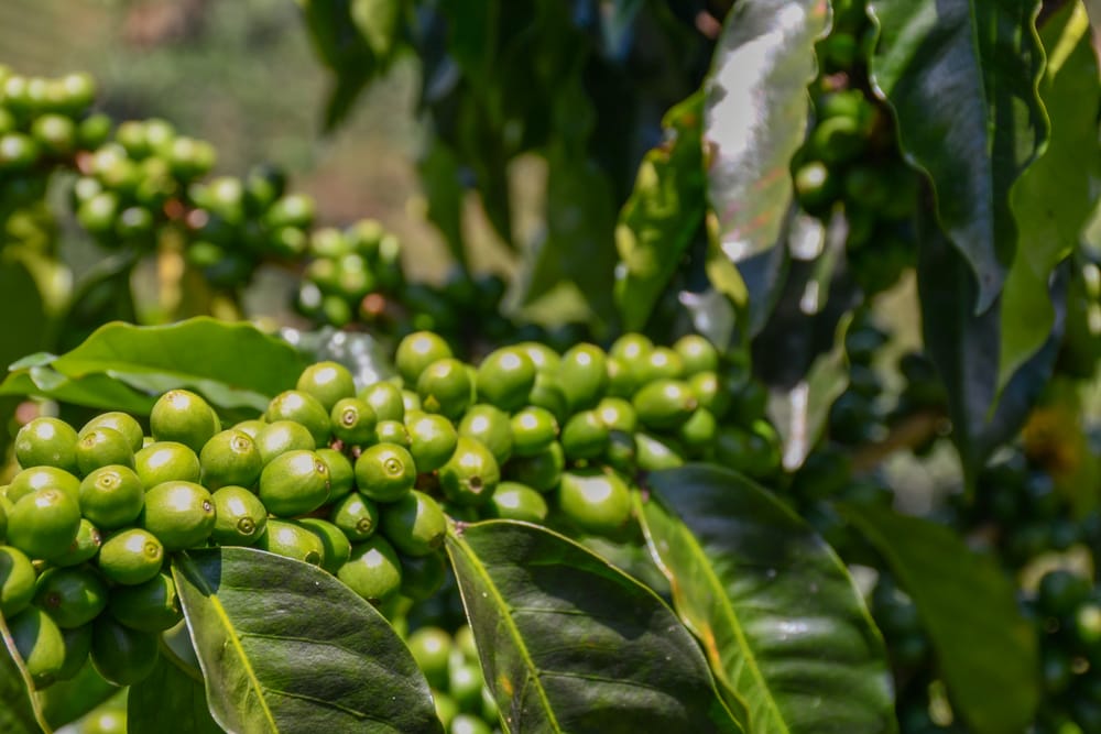 Rama con cerezas de café verdes, aún sin madurar