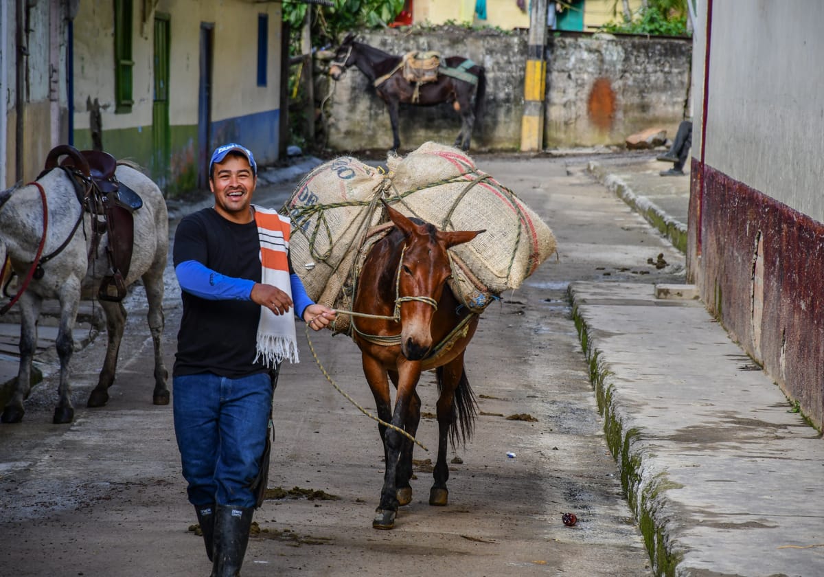 Arriero llevando una mula cargada con bultos de café por una calle de Andes