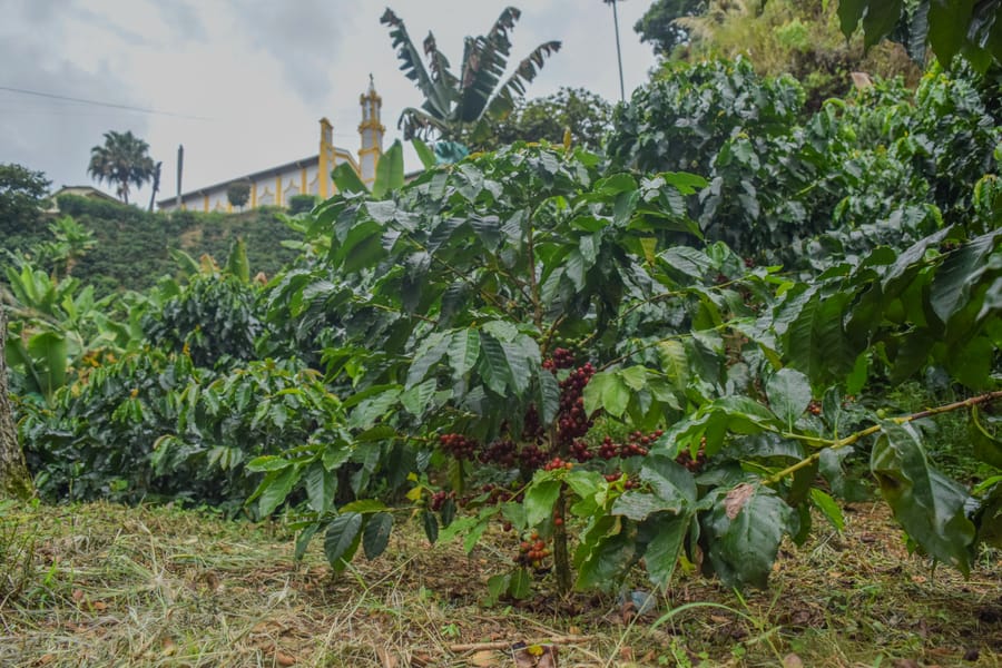 Provisión agrícola